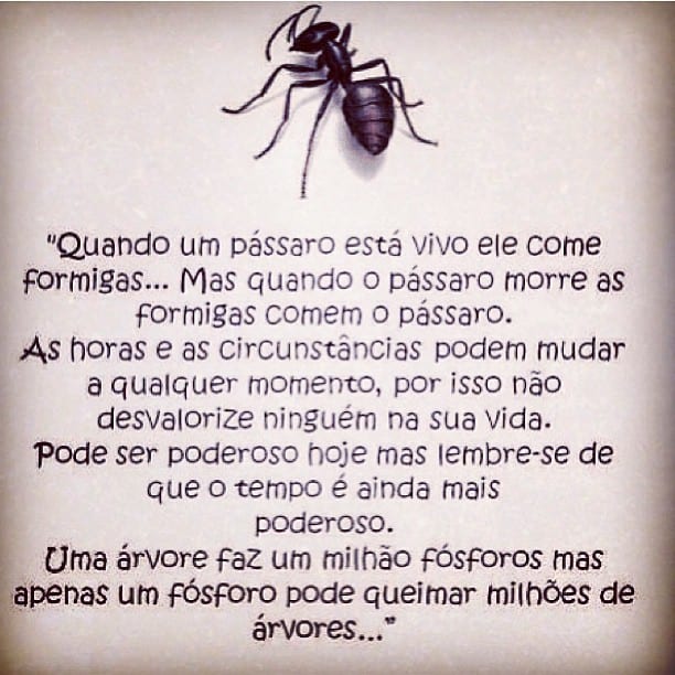 A árvore e a formiga