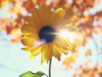 free Living consciousness: the metaphysical vision of Henri Bergson