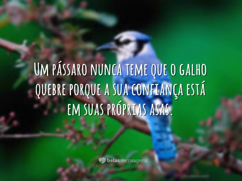 Um pássaro nunca teme - Belas Mensagens