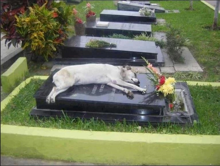dog-waits-on-grave