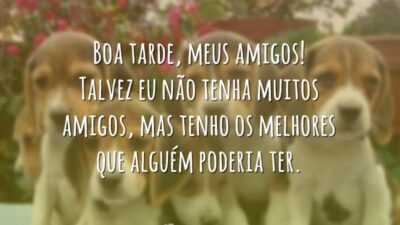 Boa tarde, meus amigos