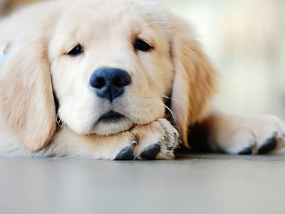 Frases sobre Cachorro - Belas Mensagens