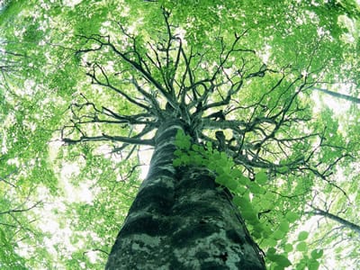 Frases Sobre Meio Ambiente Belas Mensagens