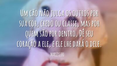 Amor de cão