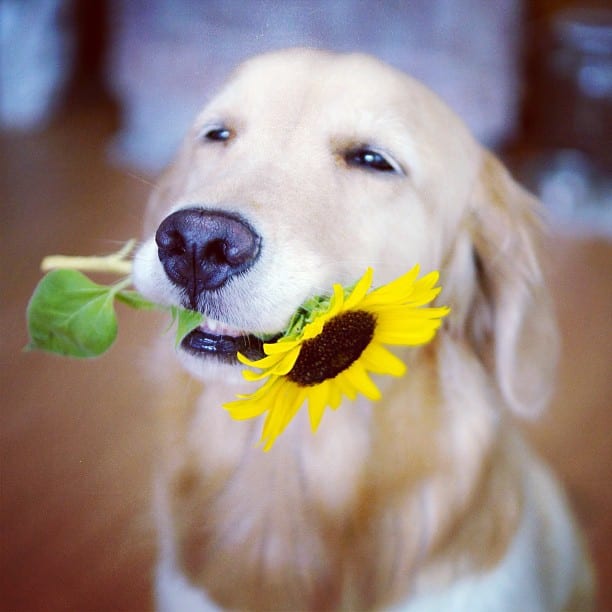 golden-retriever-adota-gatinho-10