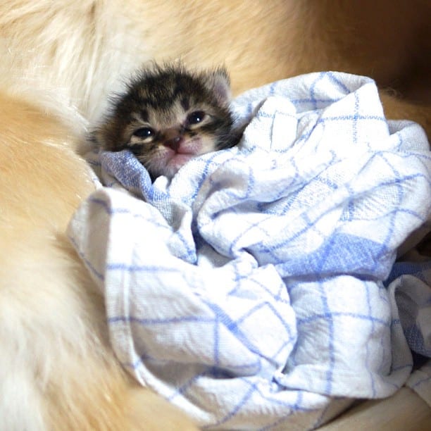 golden-retriever-adota-gatinho-2