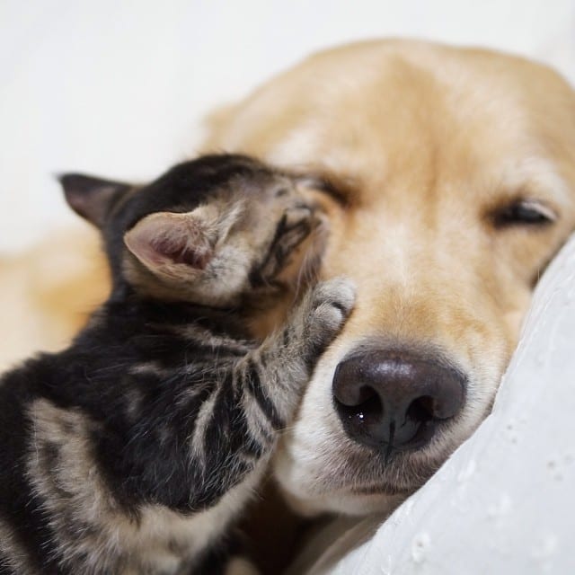 golden-retriever-adota-gatinho-5