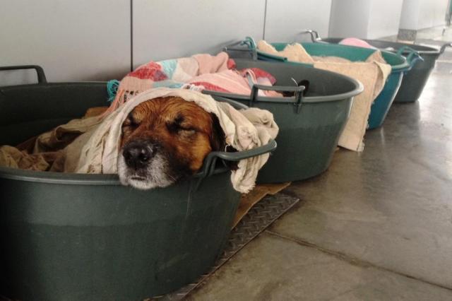 Posto de combustíveis acolhe cães de rua durante o inverno