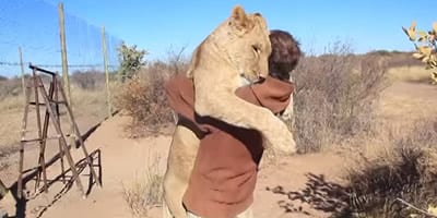 Leoa acha que é um gatinho e abraça homem com todo carinho