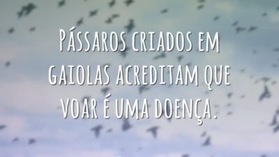 Pássaros criados em gaiolas