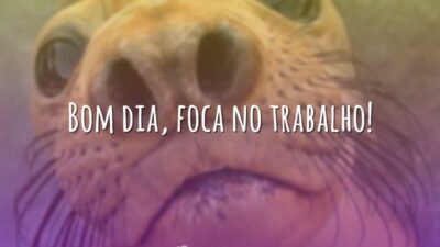 Bom dia, foca no trabalho!