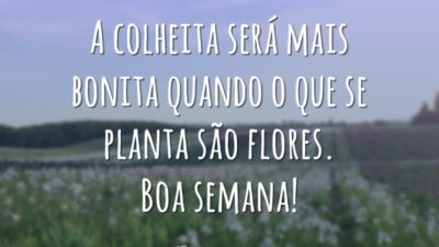 Plante flores