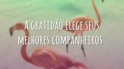 A gratidão elege