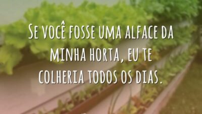 Se você fosse uma alface