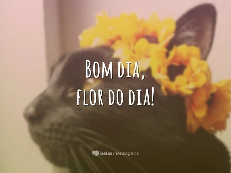 Bom dia, flor do dia!