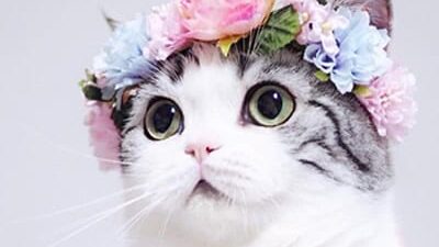 50 frases de flores que trazem muita leveza ao seu dia