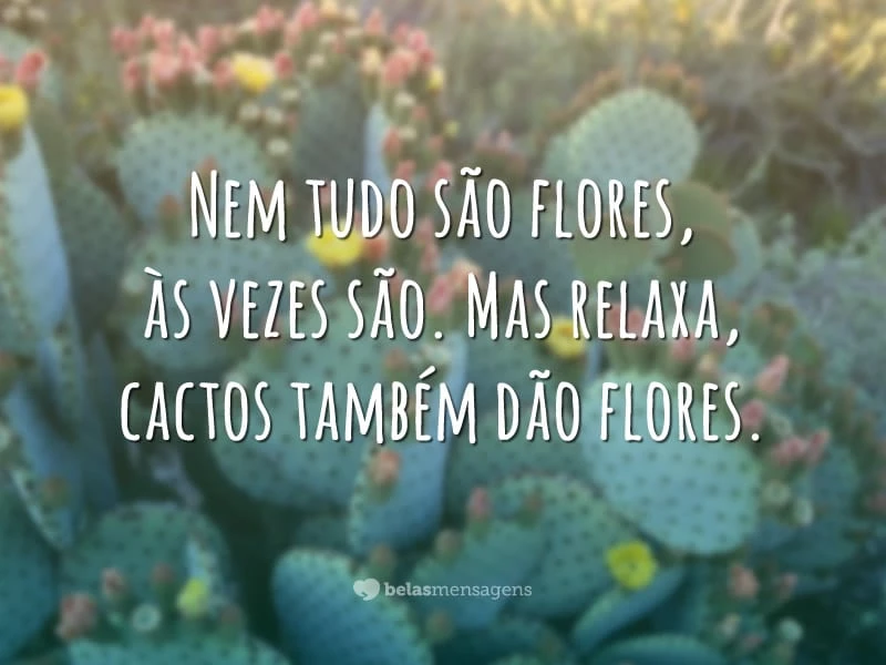 Nem tudo são flores, às vezes são. Mas relaxa, cactos também dão flores.