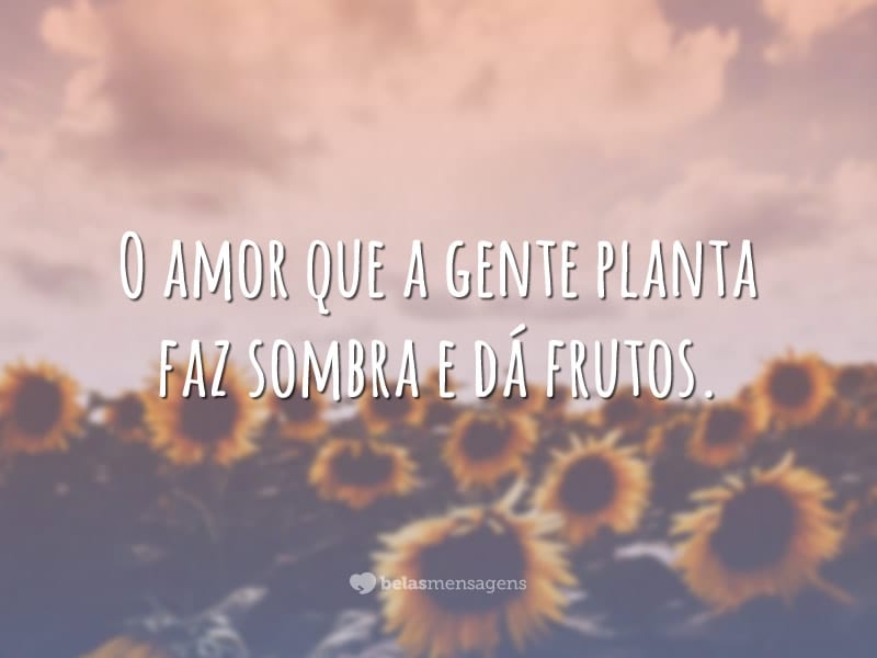 O amor que a gente planta faz sombra e dá frutos.