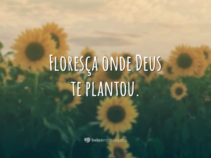 Floresça onde Deus te plantou.