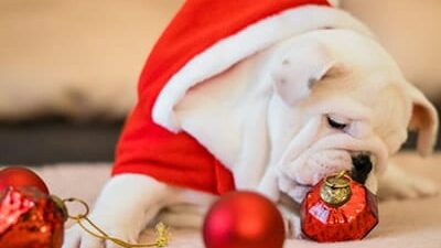 30 frases de Natal para amigos que expressam companheirism