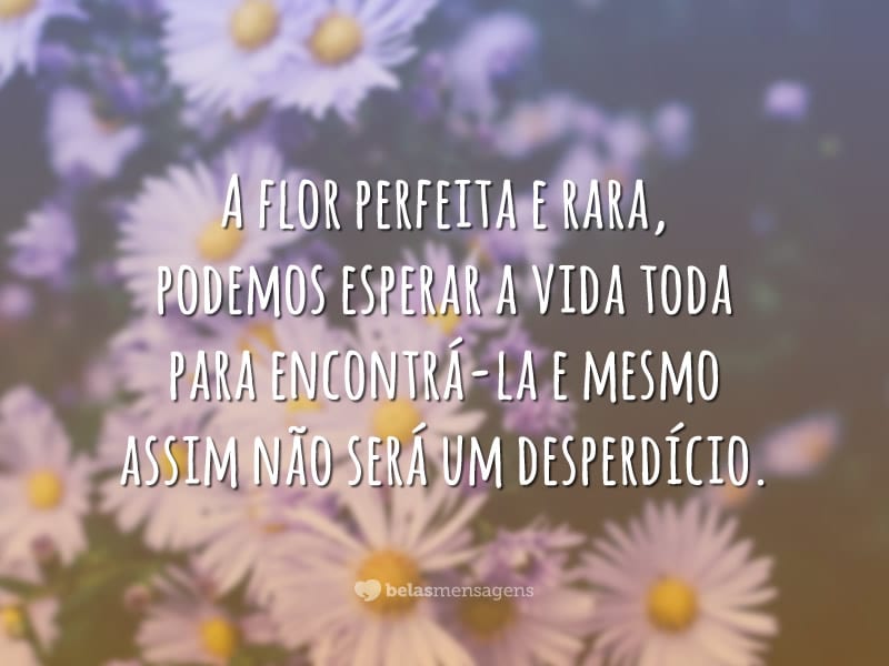 A flor perfeita e rara, podemos esperar a vida toda para encontrá-la e mesmo assim não será um desperdício.