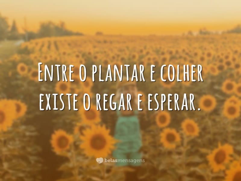 Entre o plantar e colher existe o regar e esperar.