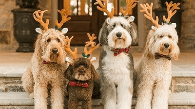 30 mensagens de Natal para amigos que renovam a amizade