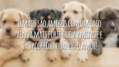 Irmãos são amigos com um laço ainda mais forte que a amizade e tão poderoso quanto o amor!