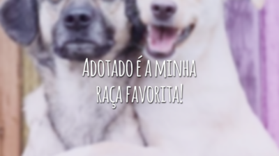 Adotado é a minha raça favorita!
