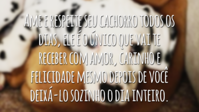 Ame e respeite seu cachorro todos os dias, ele é o único que vai te receber com amor, carinho e felicidade mesmo depois de você deixá-lo sozinho o dia inteiro.
