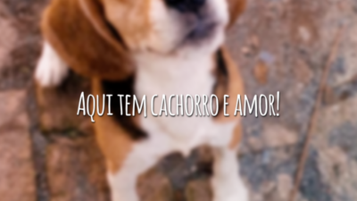 Aqui tem cachorro e amor!
