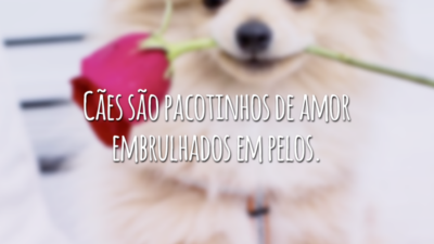 Cães são pacotinhos de amor embrulhados em pelos.
