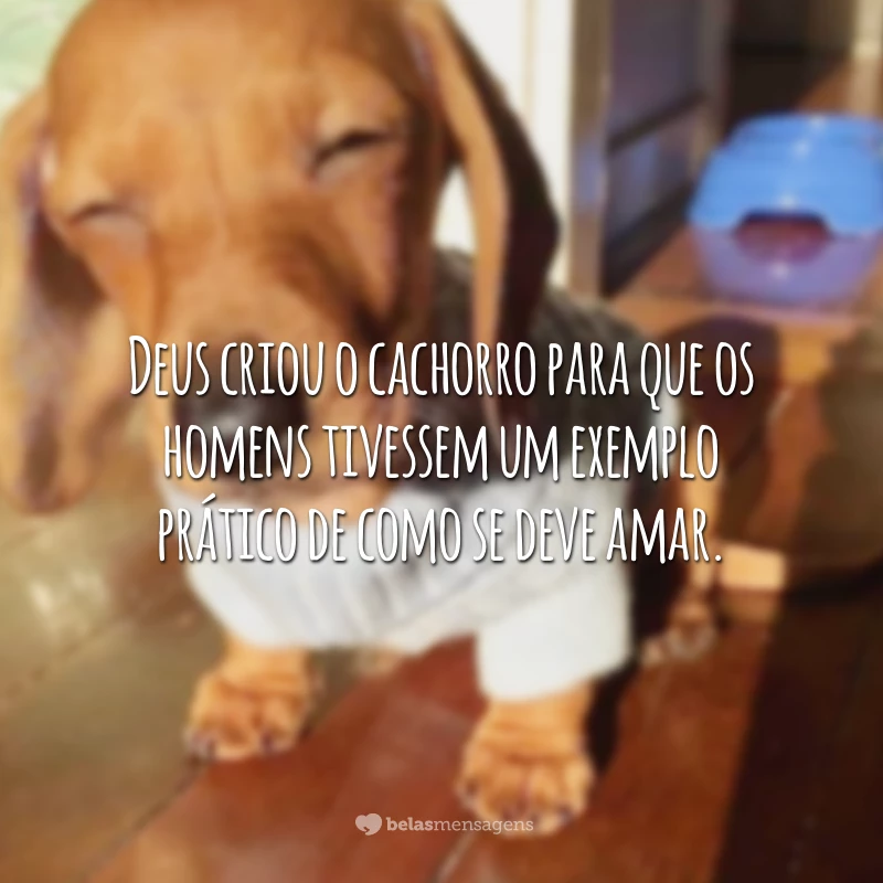 Deus criou o cachorro para que os homens tivessem um exemplo prático de como se deve amar.