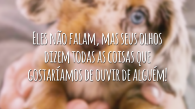 Eles não falam, mas seus olhos dizem todas as coisas que gostaríamos de ouvir de alguém!