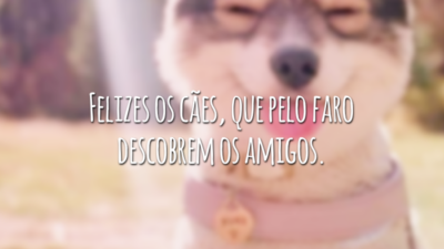 Felizes os cães, que pelo faro descobrem os amigos.