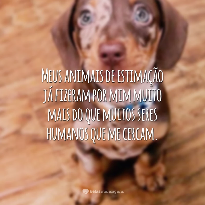 Meus animais de estimação já fizeram por mim muito mais do que muitos seres humanos que me cercam.