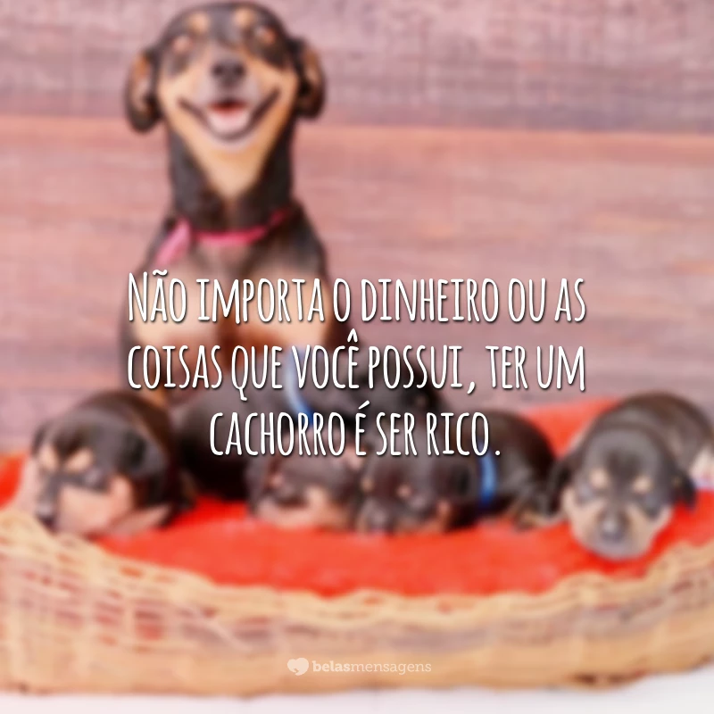 Não importa o dinheiro ou as coisas que você possui, ter um cachorro é ser rico.