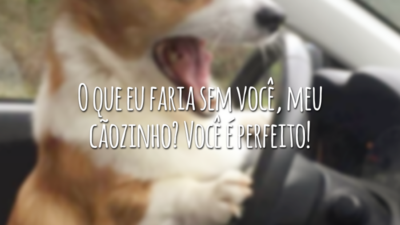 O que eu faria sem você, meu cãozinho? Você é perfeito!