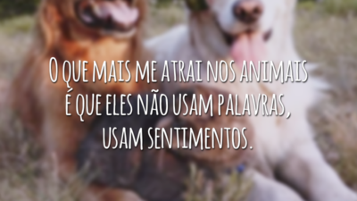 O que mais me atrai nos animais é que eles não usam palavras, usam sentimentos.