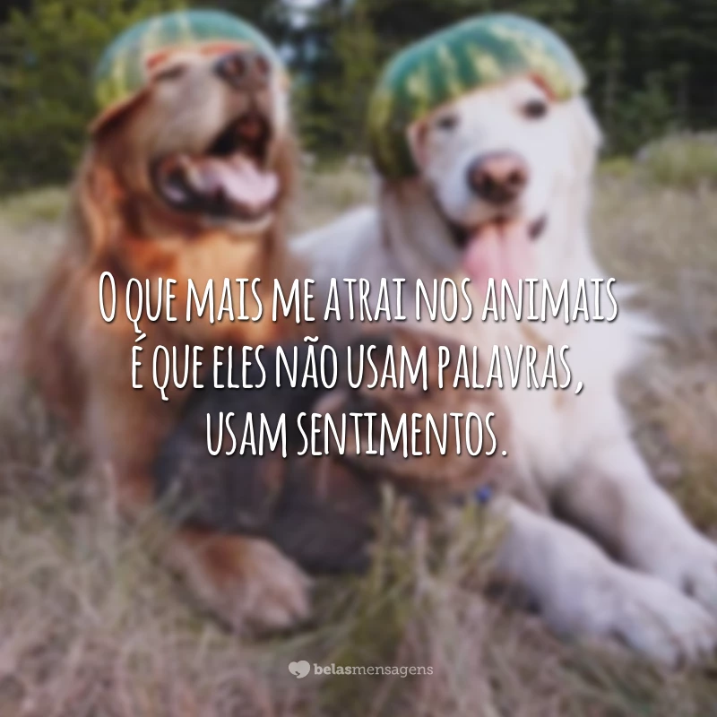 O que mais me atrai nos animais é que eles não usam palavras, usam sentimentos.