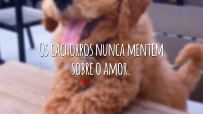 Os cachorros nunca mentem sobre o amor.