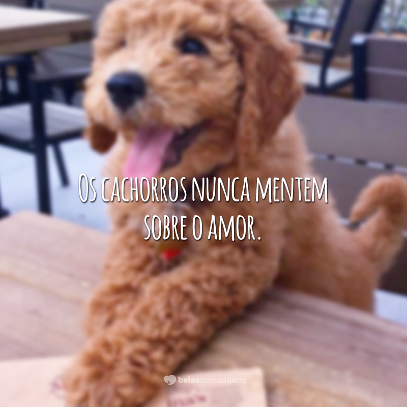 Os cachorros nunca mentem sobre o amor.