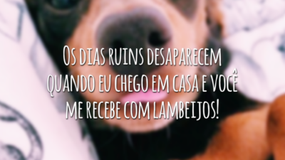 Os dias ruins desaparecem quando eu chego em casa e você me recebe com lambeijos!