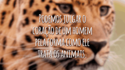 Podemos julgar o coração de um homem pela forma como ele trata os animais.
