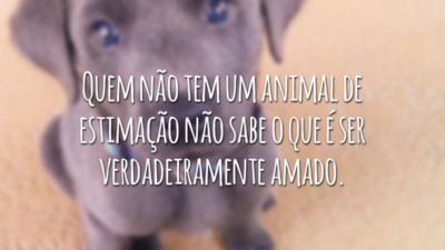 Quem não tem um animal de estimação não sabe o que é ser verdadeiramente amado.