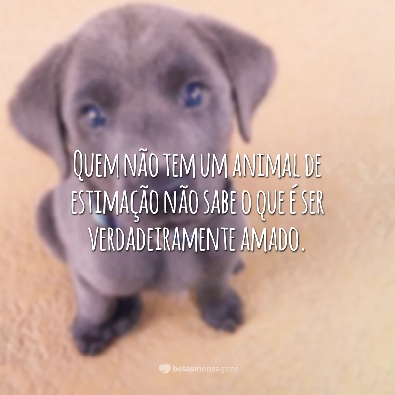 Quem não tem um animal de estimação não sabe o que é ser verdadeiramente amado.