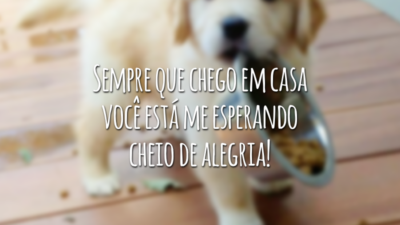 Sempre que chego em casa você está me esperando cheio de alegria!
