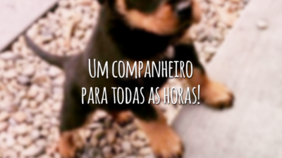 Um companheiro para todas as horas!