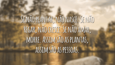 Se não plantar, não nasce. Se não regar, não cresce. Se não amar, morre. Assim são as plantas, assim são as pessoas.