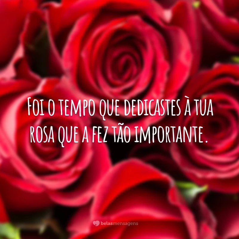 Foi o tempo que dedicastes à tua rosa que a fez tão importante.